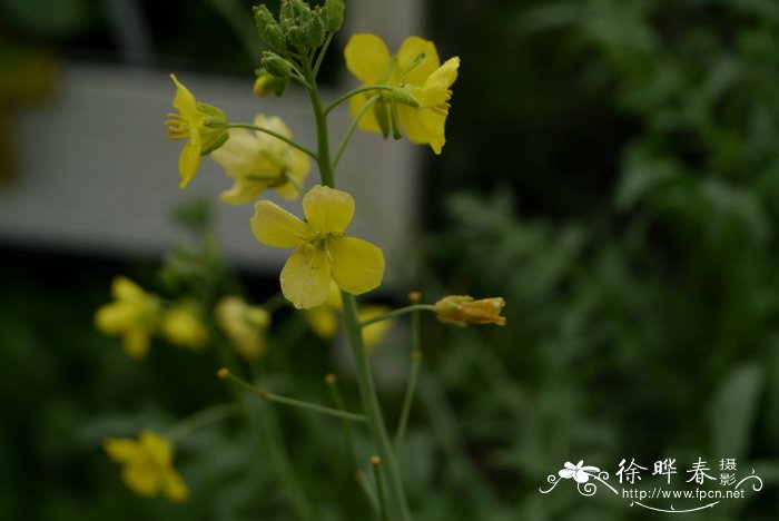 芝麻菜Eruca vesicaria subsp. sativa