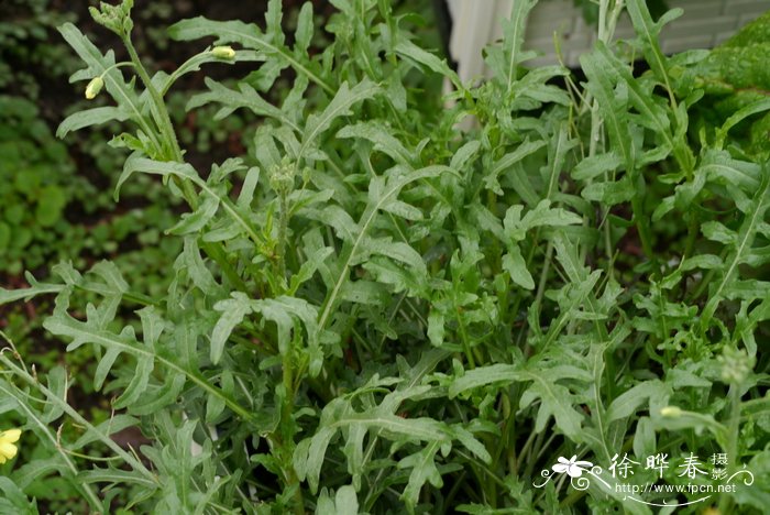 芝麻菜Eruca vesicaria subsp. sativa
