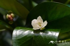 巴西番樱桃Eugenia brasiliensis