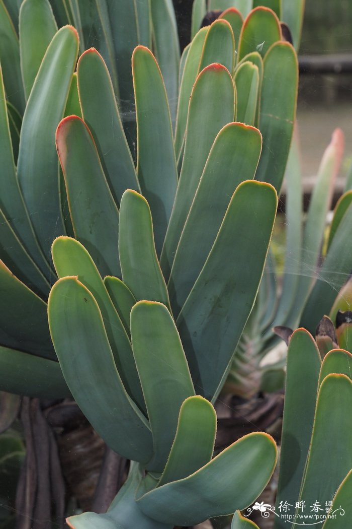 折扇芦荟Aloe plicatilis