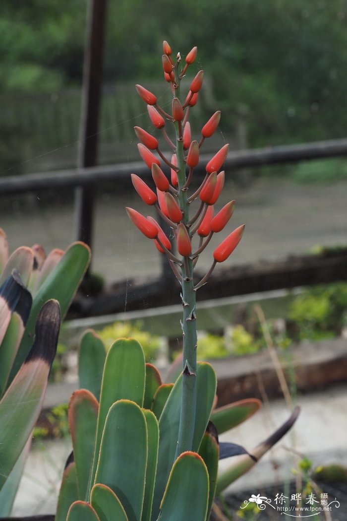 折扇芦荟Aloe plicatilis