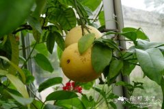 葡萄柚Citrus × paradisi