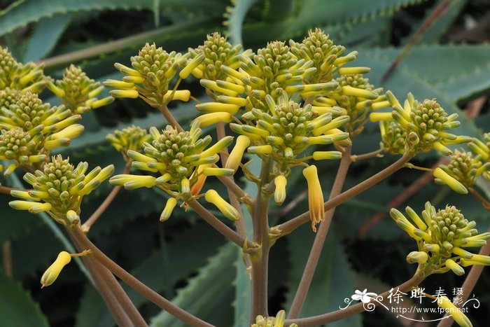 Aloe buhrii