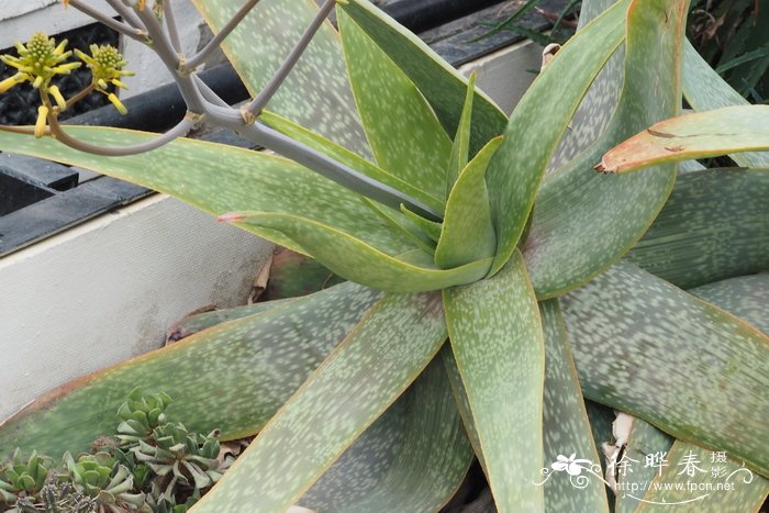 Aloe buhrii