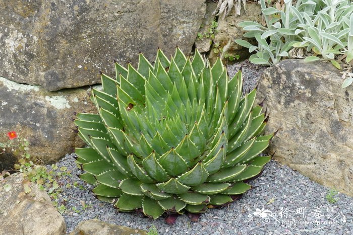 多叶芦荟Aloe polyphylla