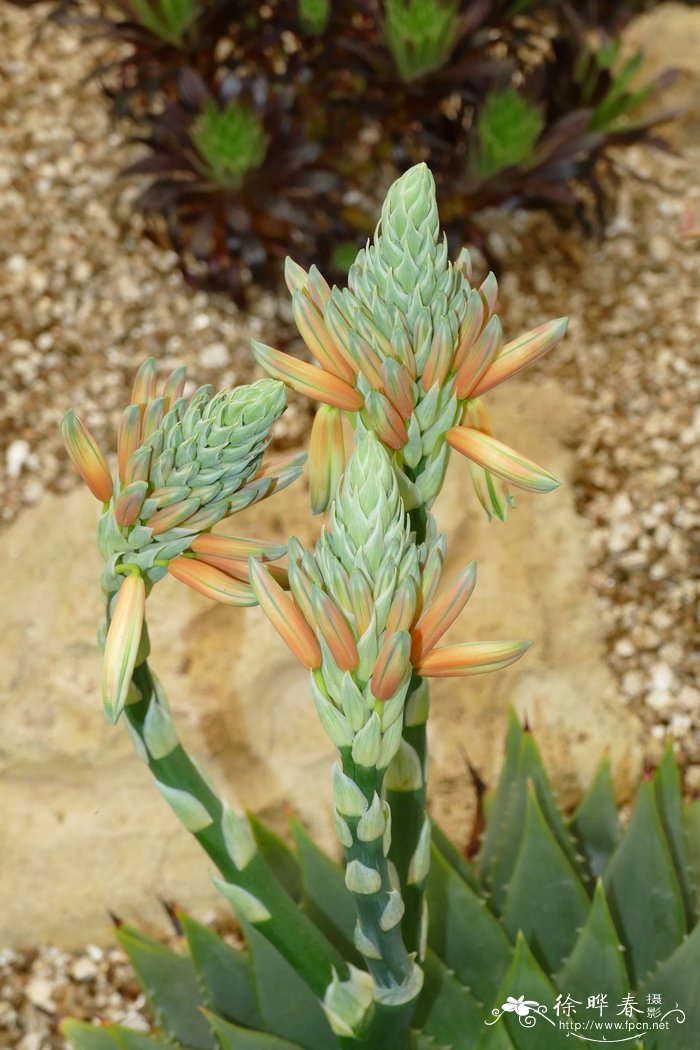 多叶芦荟Aloe polyphylla