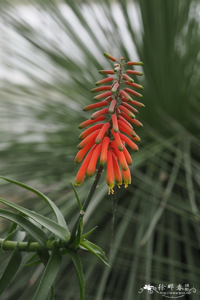 福尔肯芦荟Aloe volkensii