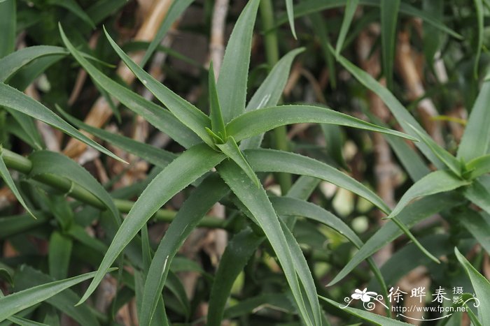 福尔肯芦荟Aloe volkensii