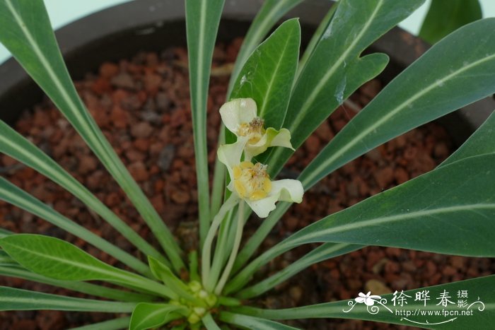 铁甲丸Euphorbia bupleurifolia