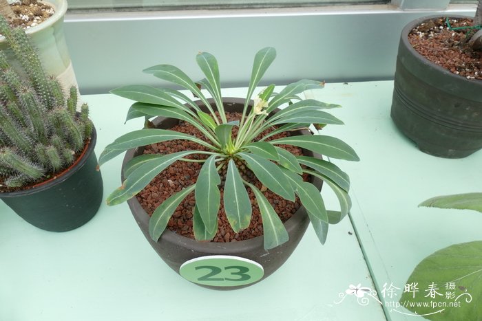 铁甲丸Euphorbia bupleurifolia