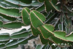壮大戟Euphorbia fortissima