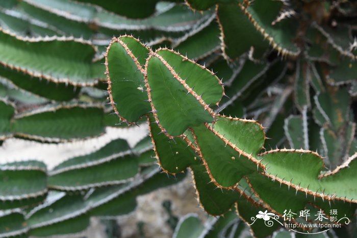 壮大戟Euphorbia fortissima