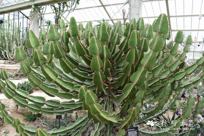 壮大戟Euphorbia fortissima
