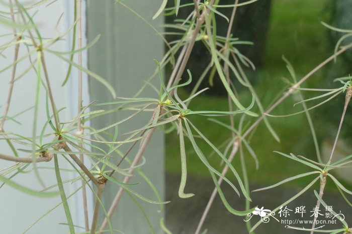 柳叶麒麟Euphorbia hedyotoides