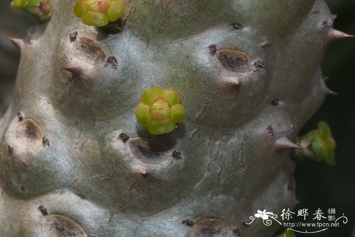 泊松麒麟Euphorbia poissonii