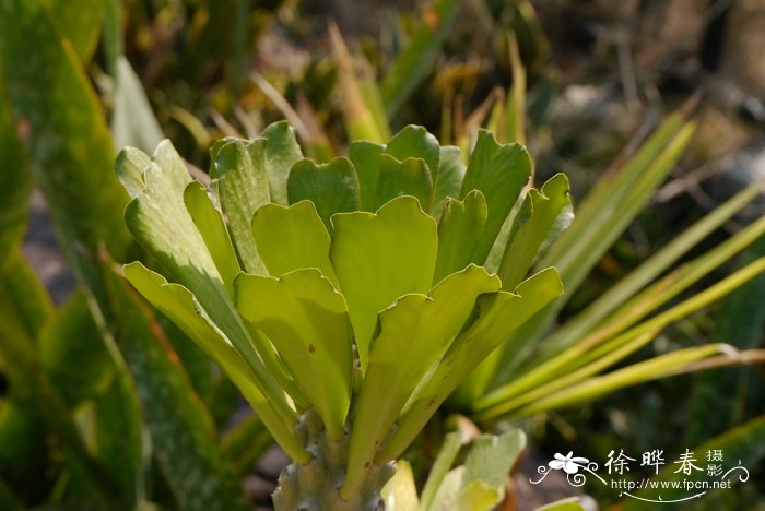 泊松麒麟Euphorbia poissonii