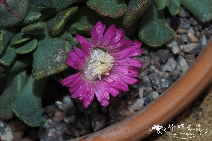 匙叶鲛花Aloinopsis spathulata