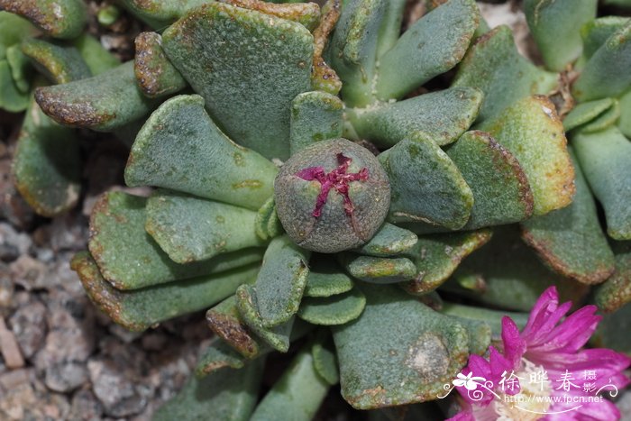 匙叶鲛花Aloinopsis spathulata