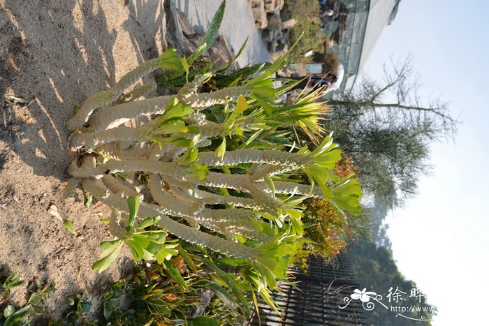 泊松麒麟Euphorbia poissonii