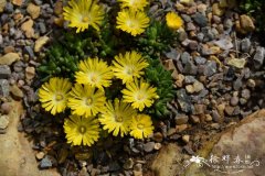 '金色'密叶露子花Delosperma congestum 'Gold Nugget'