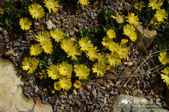 '金色'密叶露子花Delosperma congestum 'Gold Nugget'