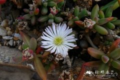 埃斯特露子花 Delosperma esterhuyseniae