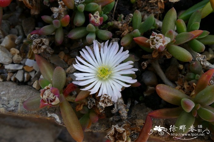 埃斯特露子花 Delosperma esterhuyseniae