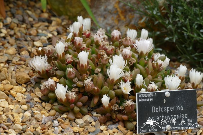 埃斯特露子花 Delosperma esterhuyseniae