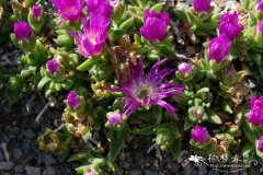 苏德兰露子花 Delosperma sutherlandii