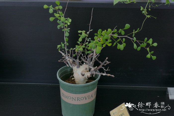 白皮橄榄Commiphora kataf