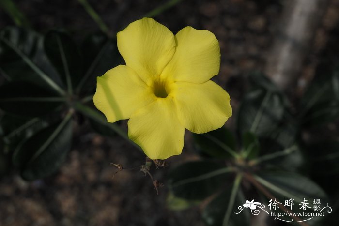 Pachypodium rosulatum