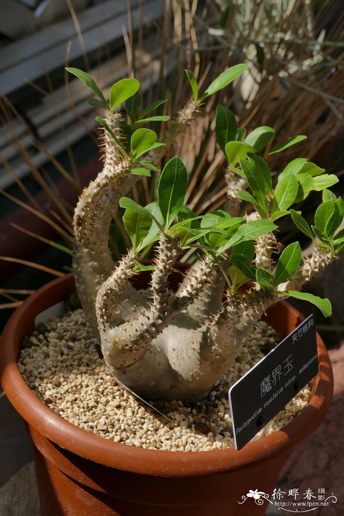 魔界玉Pachypodium rosulatum subsp. makayense