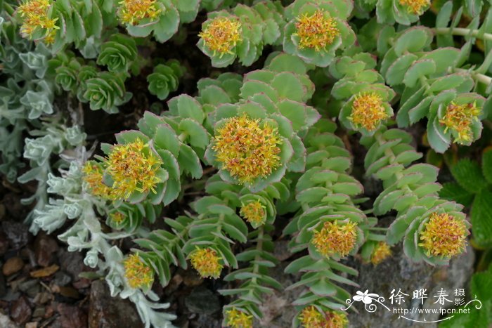 红景天Rhodiola rosea