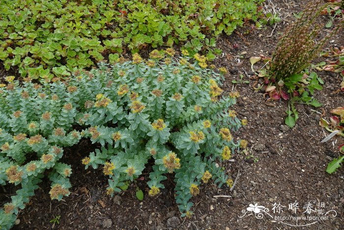 红景天Rhodiola rosea