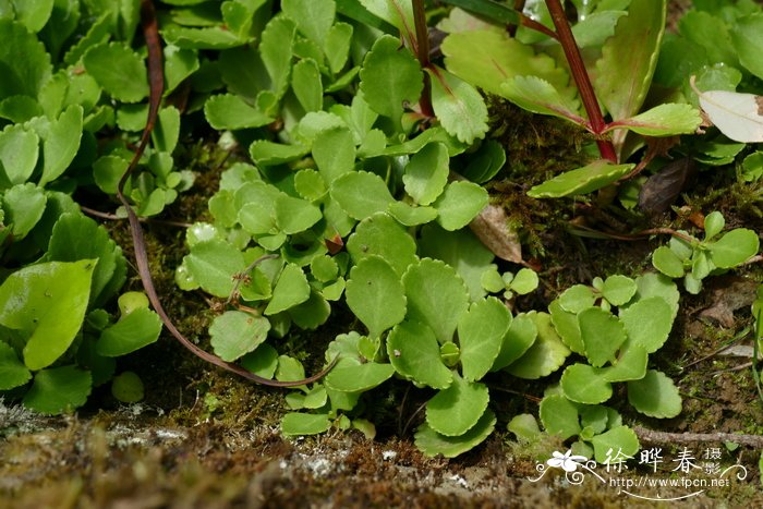 金粟景天Chiastophyllum oppositifolium