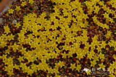 伏地景天Sedum humifusum