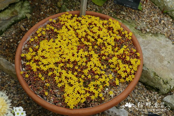 伏地景天Sedum humifusum