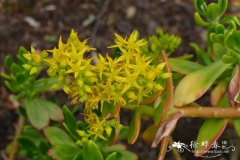 高景天Sedum praealtum