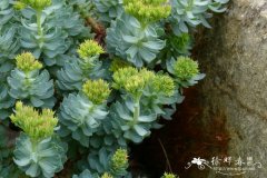 玫瑰景天Sedum rosea