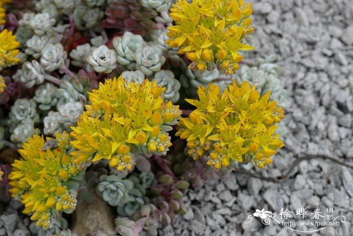 匙叶景天Sedum spathulifolium