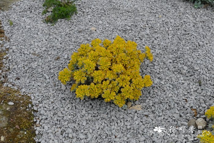 匙叶景天Sedum spathulifolium