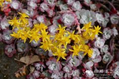 ‘紫’匙叶景天Sedum spathulifolium ‘Purpureum’