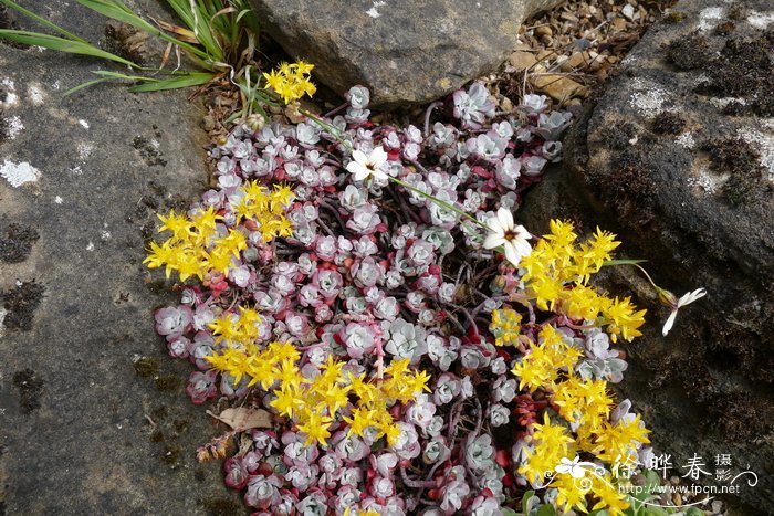 ‘紫’匙叶景天Sedum spathulifolium ‘Purpureum’