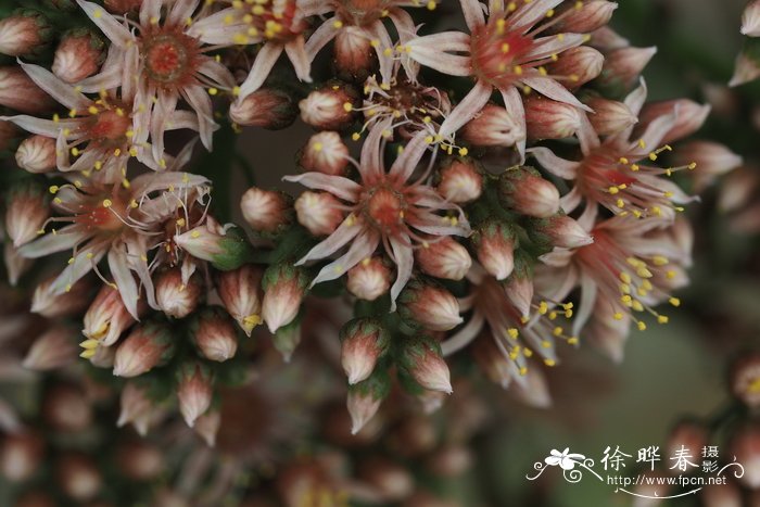 Aeonium hierrense