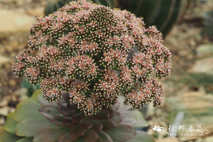 Aeonium hierrense