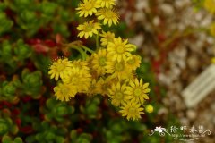 小人祭Aeonium sedifolium