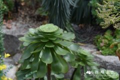 高大树莲花Aeonium undulatum