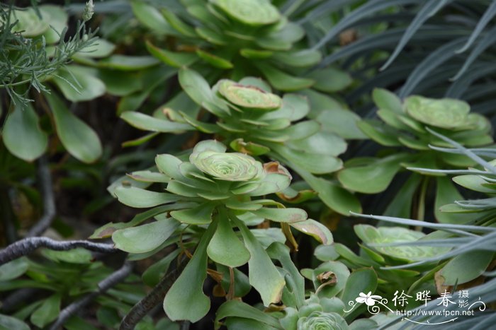 高大树莲花Aeonium undulatum