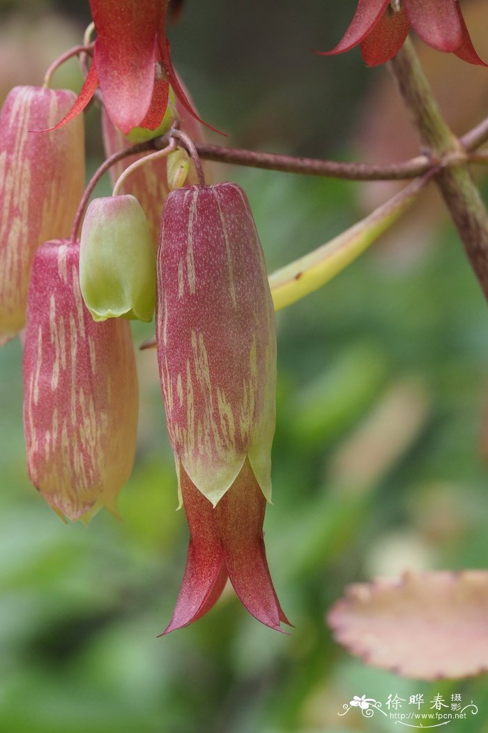 落地生根Bryophyllum pinnatum