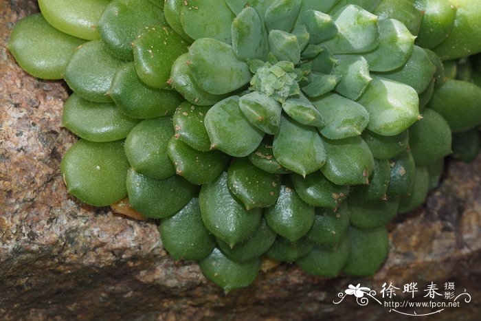 姬莲Echeveria minima